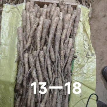 河北本地优质铁棍山药种3000斤现货急售芽眼饱满抗病强