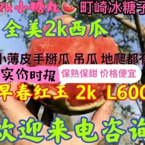奶油小吊瓜，全美2k西瓜，牛奶小吊瓜，早春红玉2k小糖丸