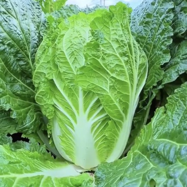 黄心大白菜
