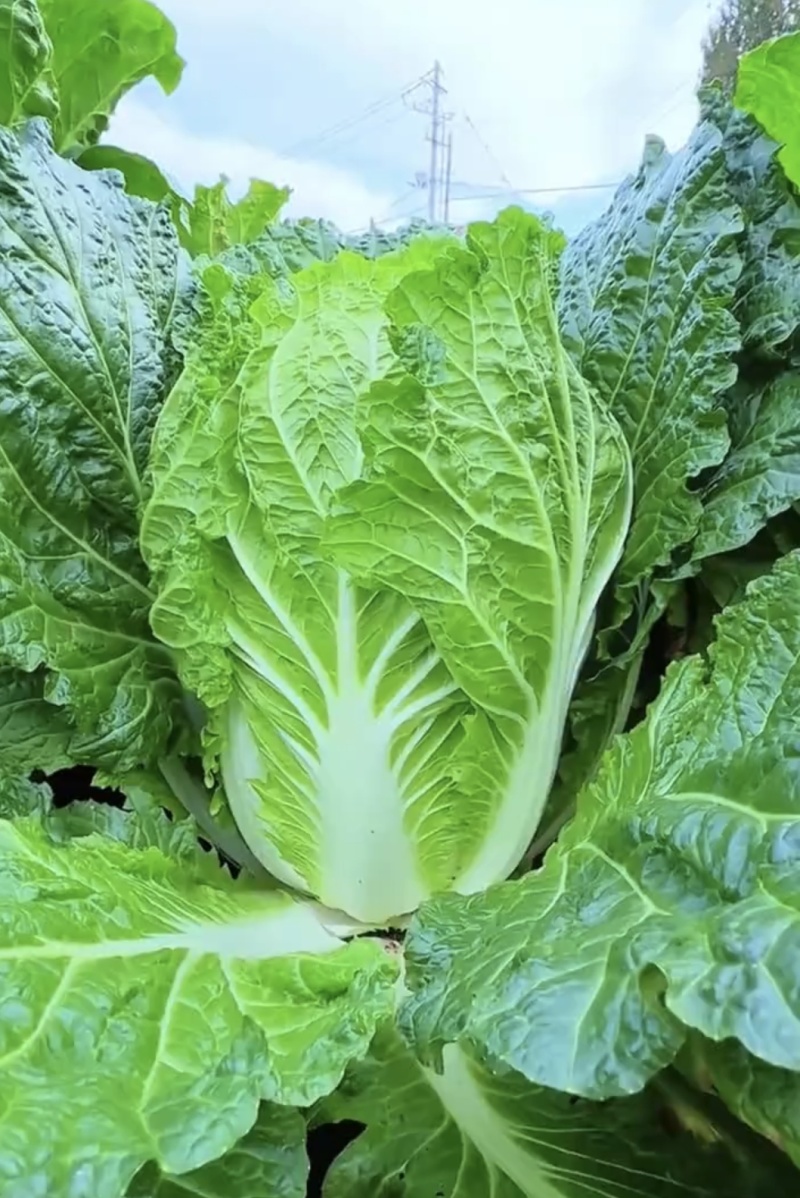 黄心大白菜