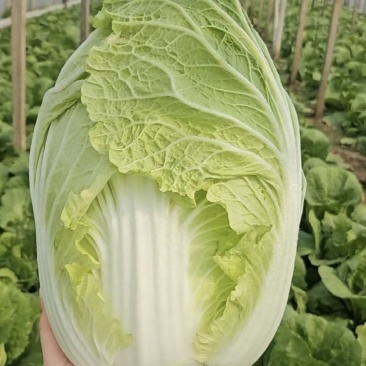 黄心大白