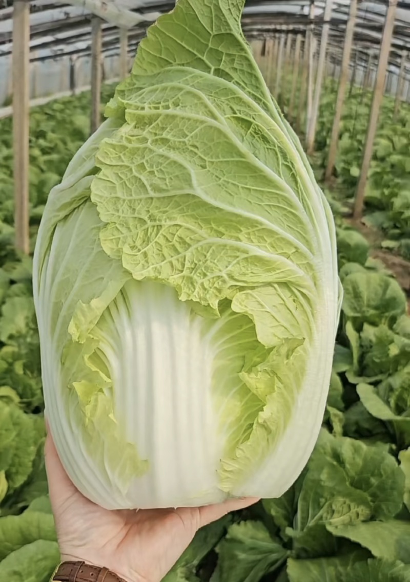 黄心大白