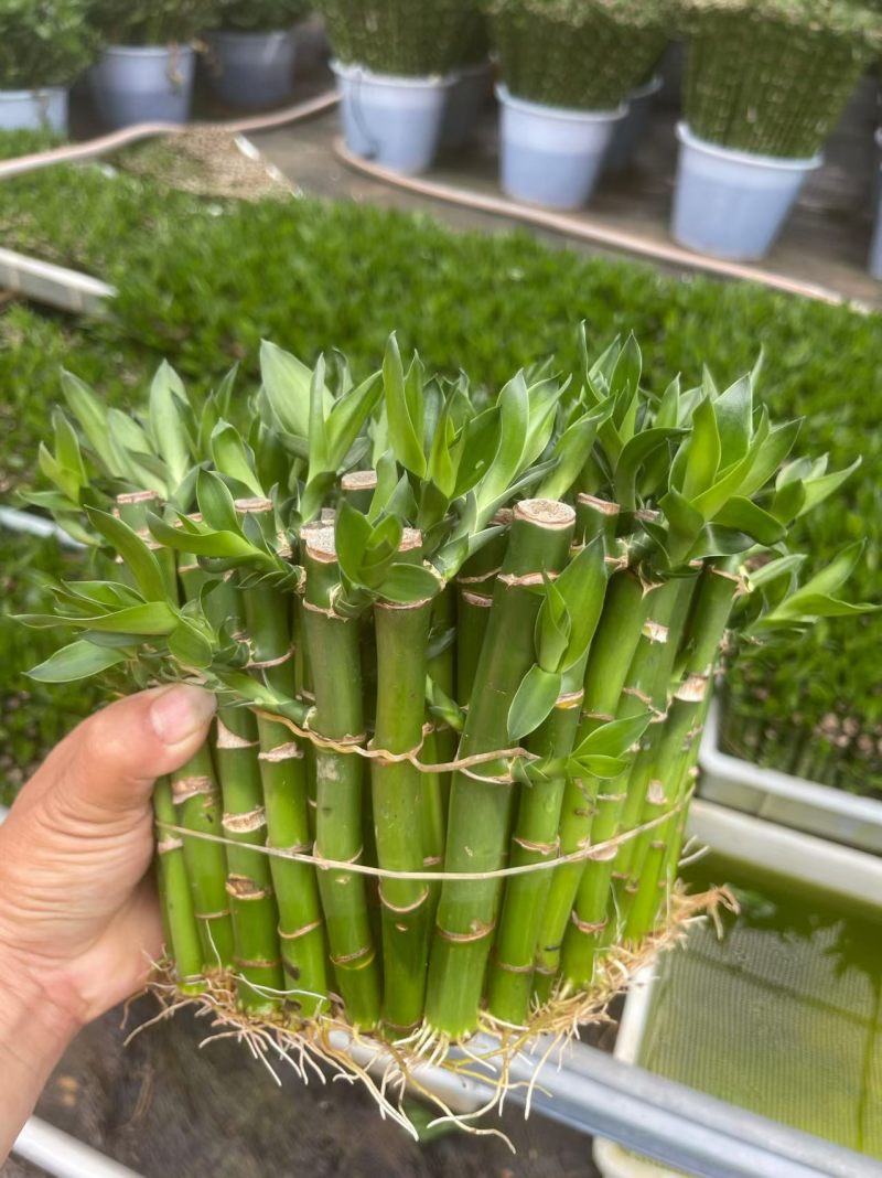 开运竹带根富贵竹水培植物易养活