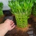开运竹带根富贵竹水培植物易养活
