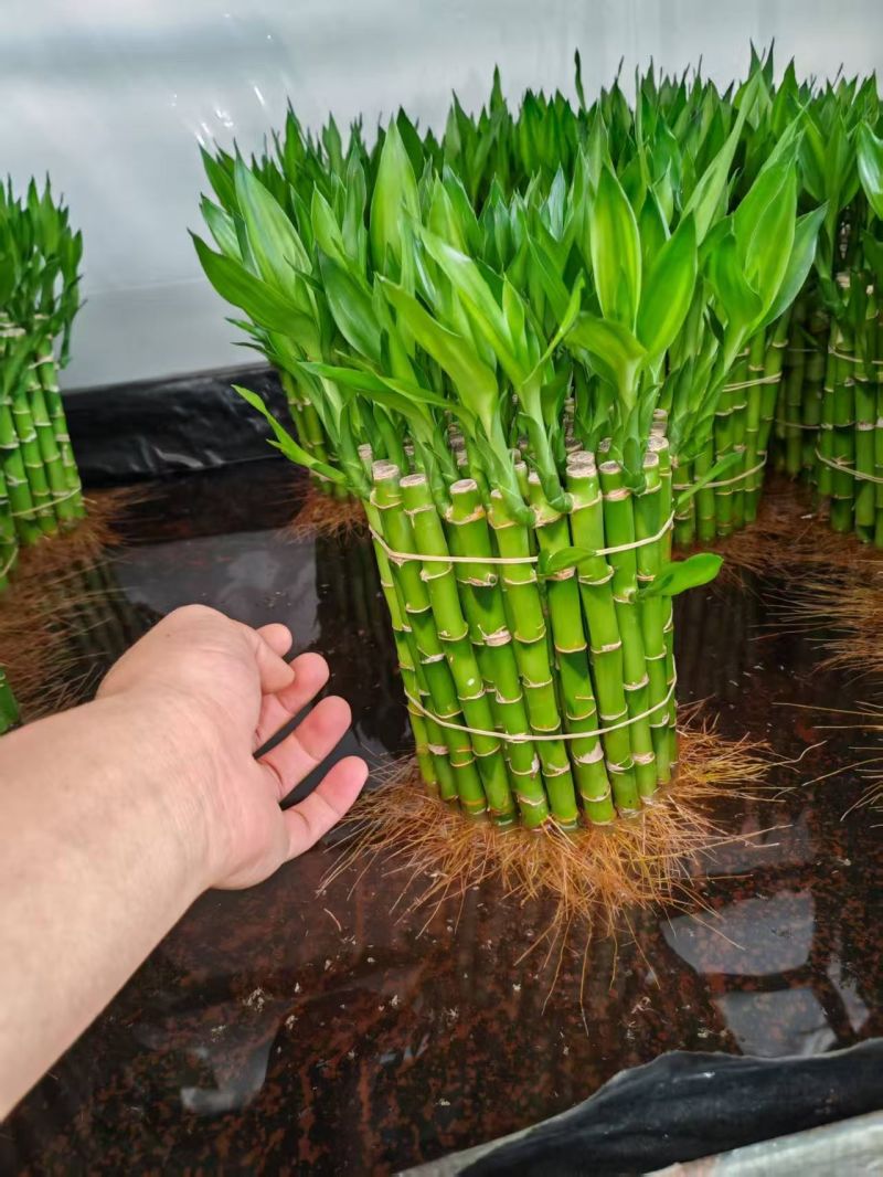 开运竹带根富贵竹水培植物易养活
