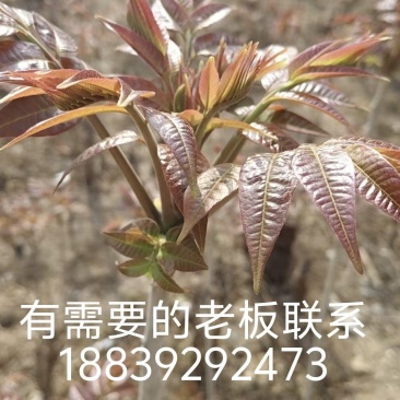红油香椿