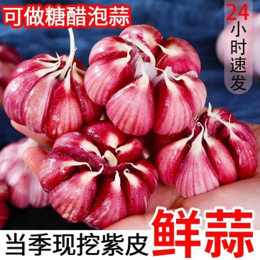 紫皮蒜大蒜头产地一手货源看货论价保质保量