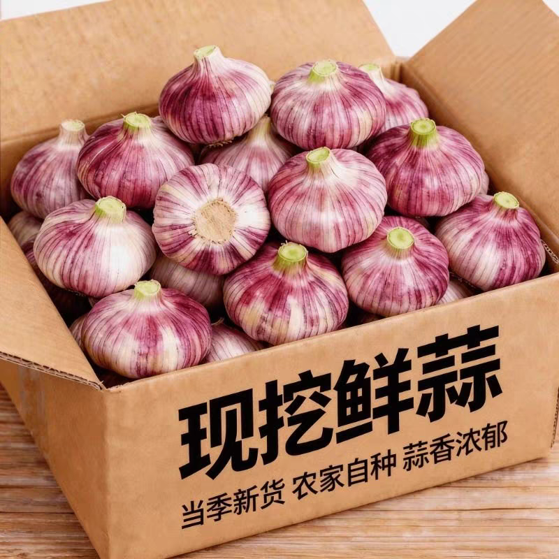紫皮蒜大蒜头产地一手货源看货论价保质保量