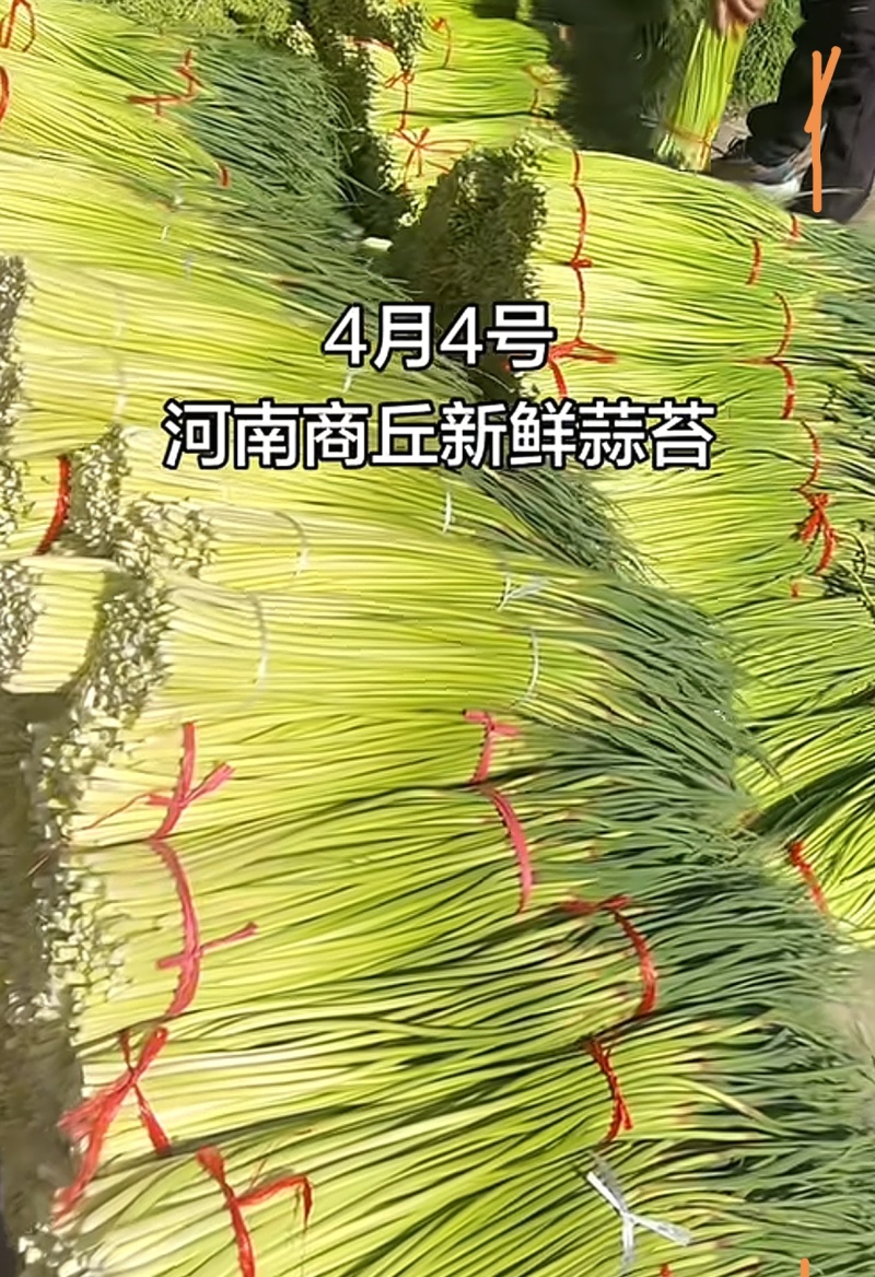 26年新鲜红帽蒜苔，代收
