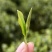 桂东玲珑茶