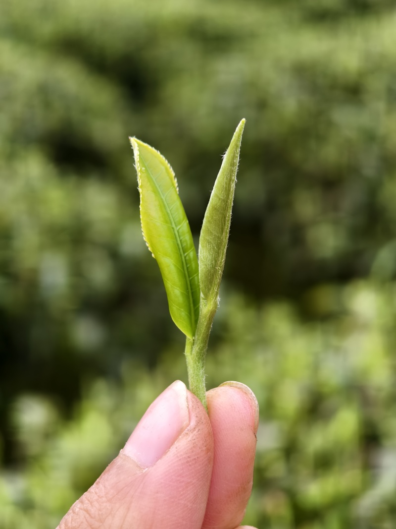 桂东玲珑茶