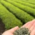 桂东玲珑茶