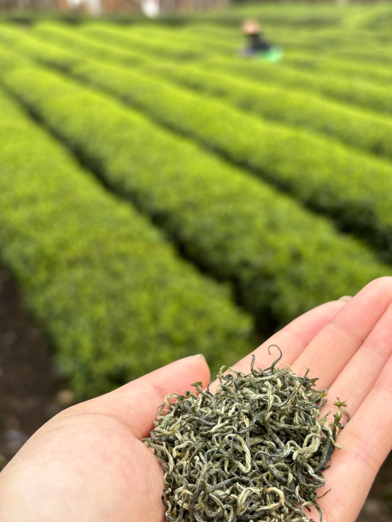 桂东玲珑茶