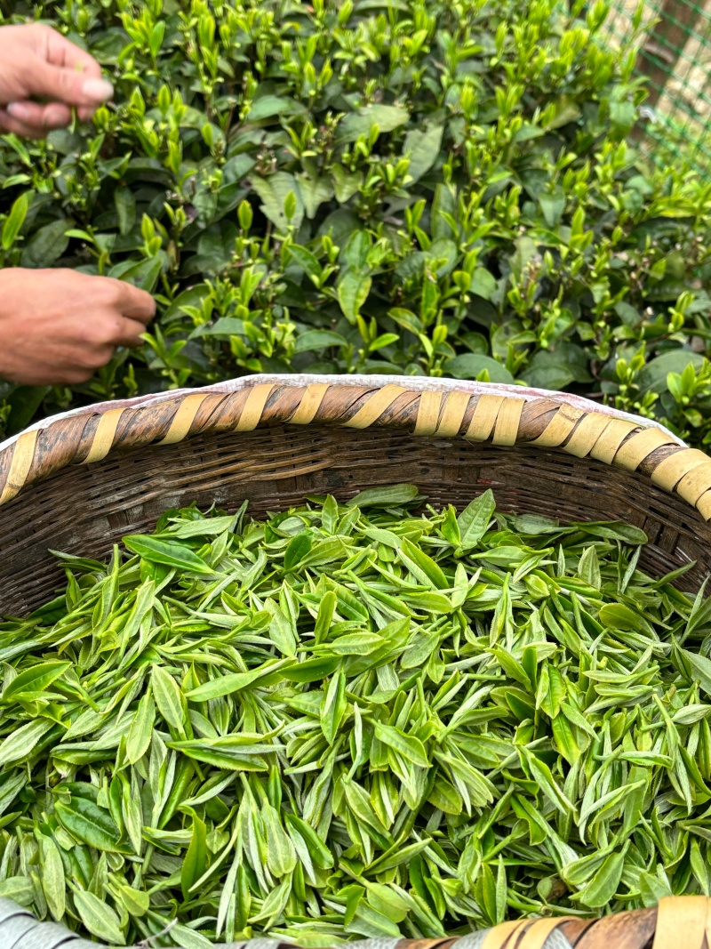 桂东玲珑茶