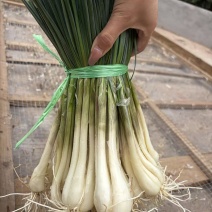 蕌头