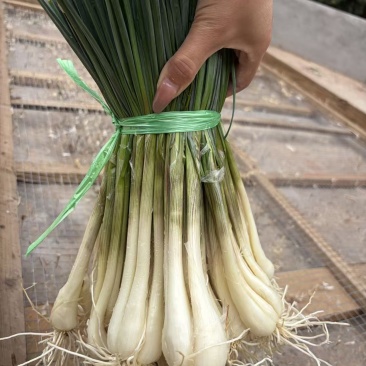 蕌头