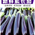 长茄子紫长茄产地一手货源价格随行就市保质保量