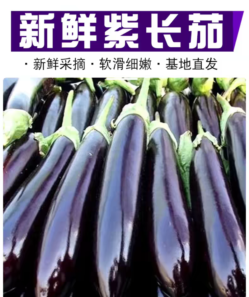 长茄子紫长茄产地一手货源价格随行就市保质保量