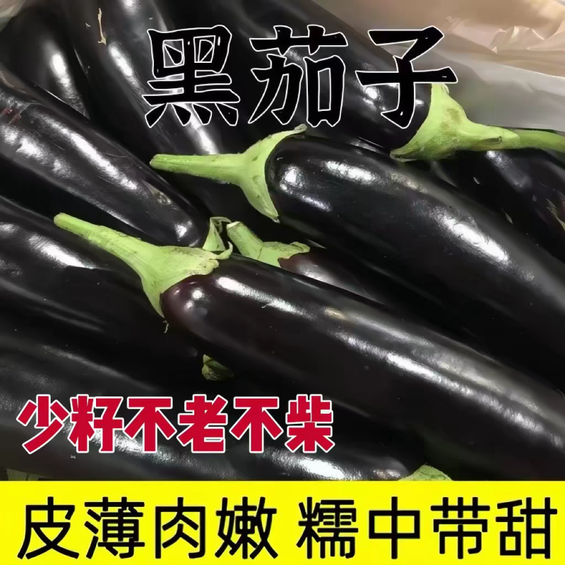 长茄子紫长茄产地一手货源价格随行就市保质保量