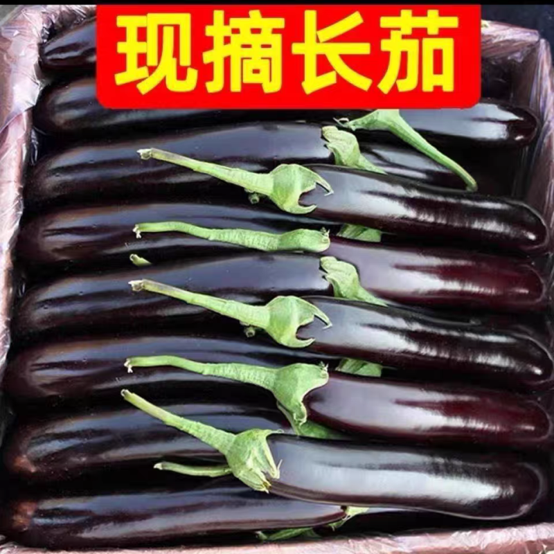 长茄子紫长茄产地一手货源价格随行就市保质保量