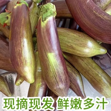 面包茄子五花茄子线茄子产地依质论价欢迎订购