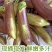 面包茄子五花茄子线茄子产地依质论价欢迎订购