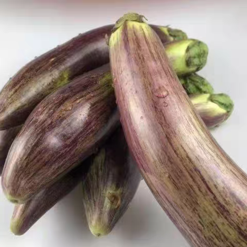 面包茄子五花茄子线茄子产地依质论价欢迎订购