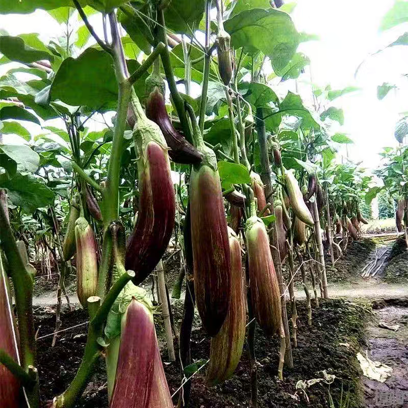 面包茄子五花茄子线茄子产地依质论价欢迎订购