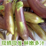 面包茄子五花茄子线茄子产地依质论价欢迎订购