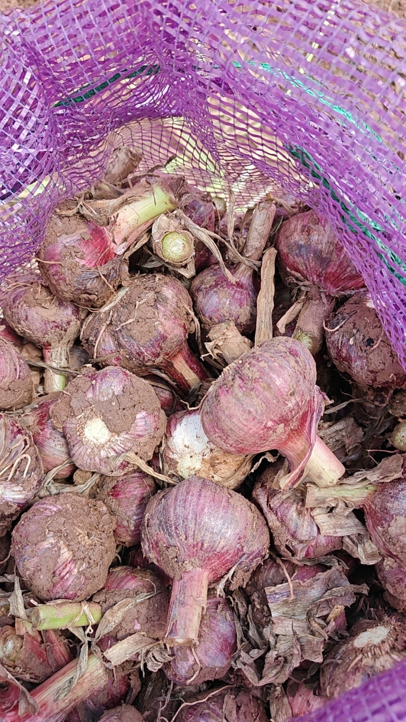 云南鲜大蒜精品紫皮蒜基地一手货源保质保量可视频