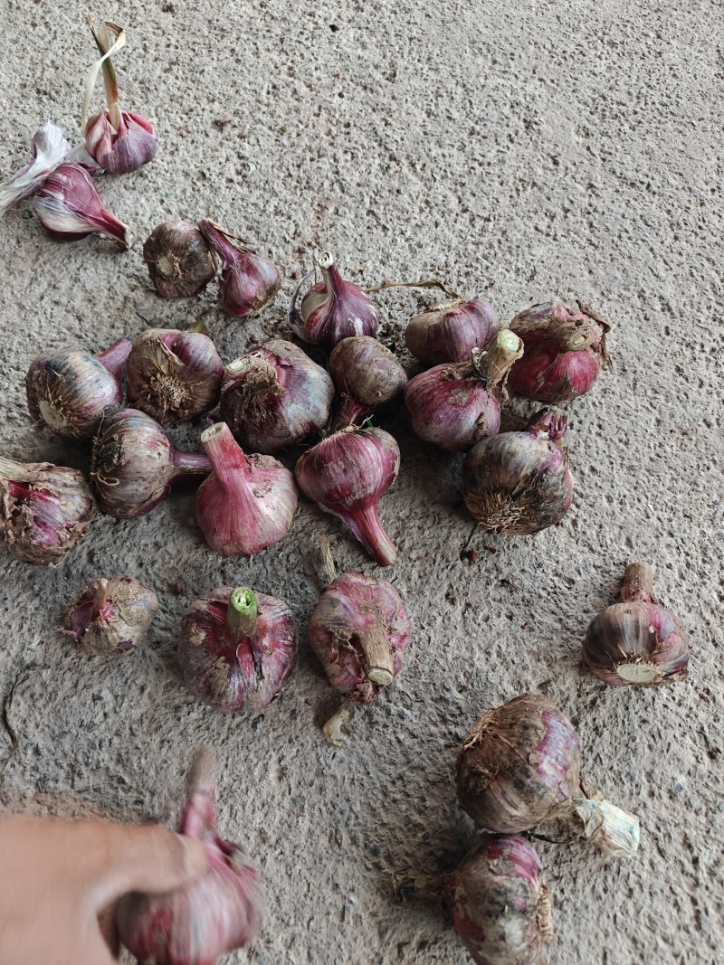 云南鲜大蒜精品紫皮蒜基地一手货源保质保量可视频