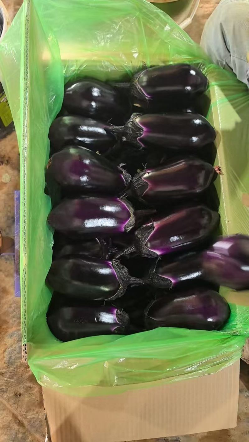 茄子紫光园茄圆茄子绿茄子产地一手货源