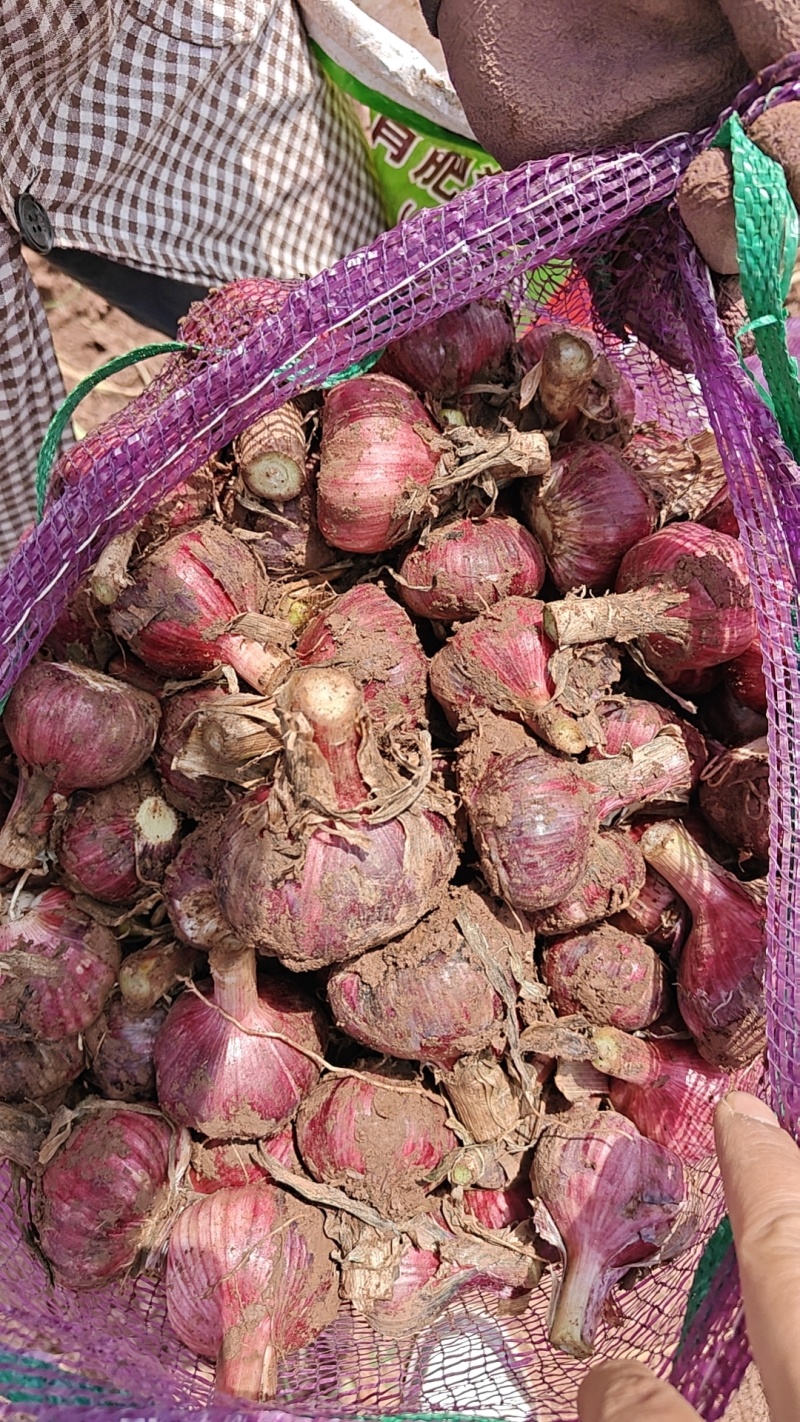 云南鲜大蒜精品紫皮蒜基地一手货源保质保量可视频