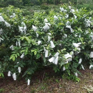 广东茂名红心番石榴产地直发，颗颗饱满