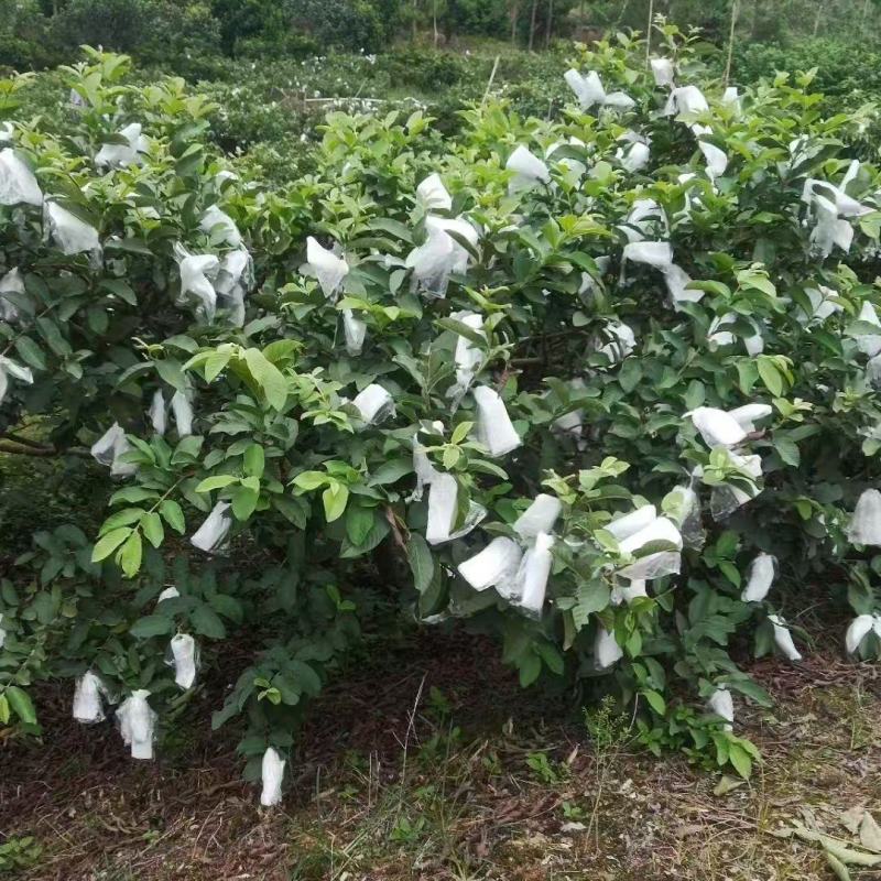 广东茂名红心番石榴产地直发，颗颗饱满