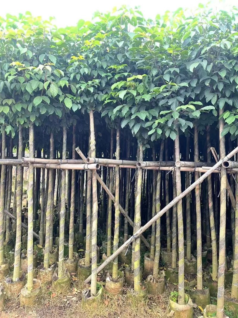 秋枫3-5-8-10-12-15分