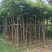 秋枫3-5-8-10-12-15分