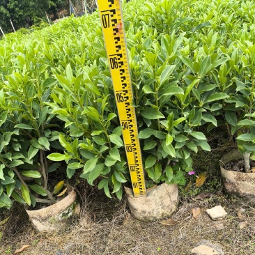 自家苗木：非洲茉莉40-50-60-80-100-150