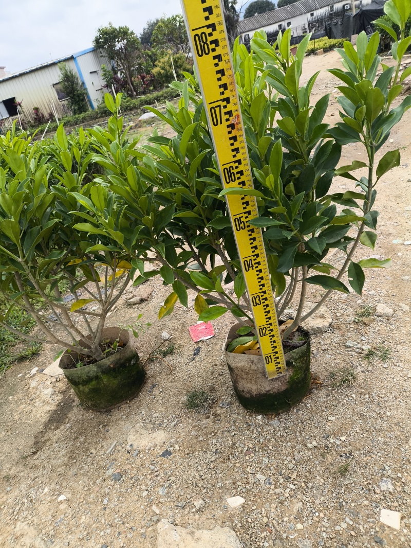 自家苗木：非洲茉莉40-50-60-80-100-150