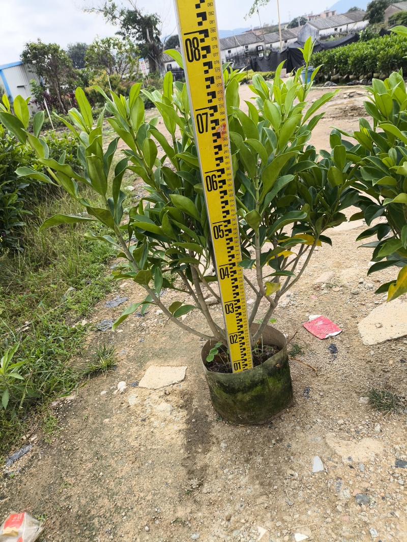 自家苗木：非洲茉莉40-50-60-80-100-150