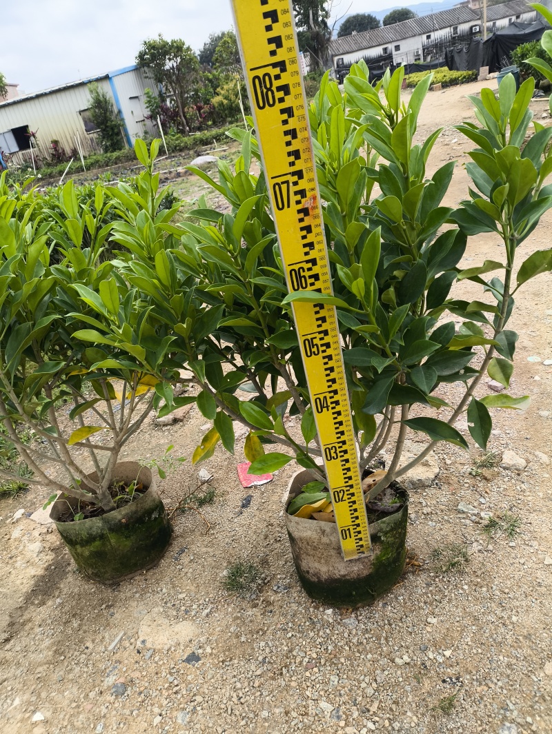 自家苗木：非洲茉莉40-50-60-80-100-150