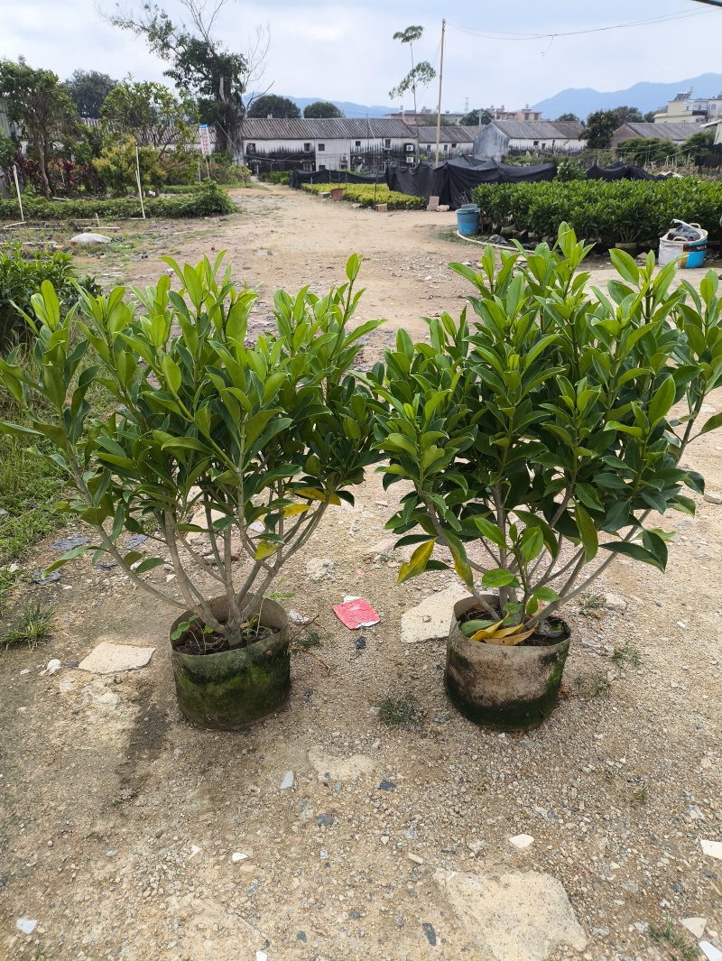 自家苗木：非洲茉莉40-50-60-80-100-150