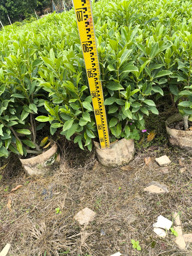 自家苗木：非洲茉莉40-50-60-80-100-150