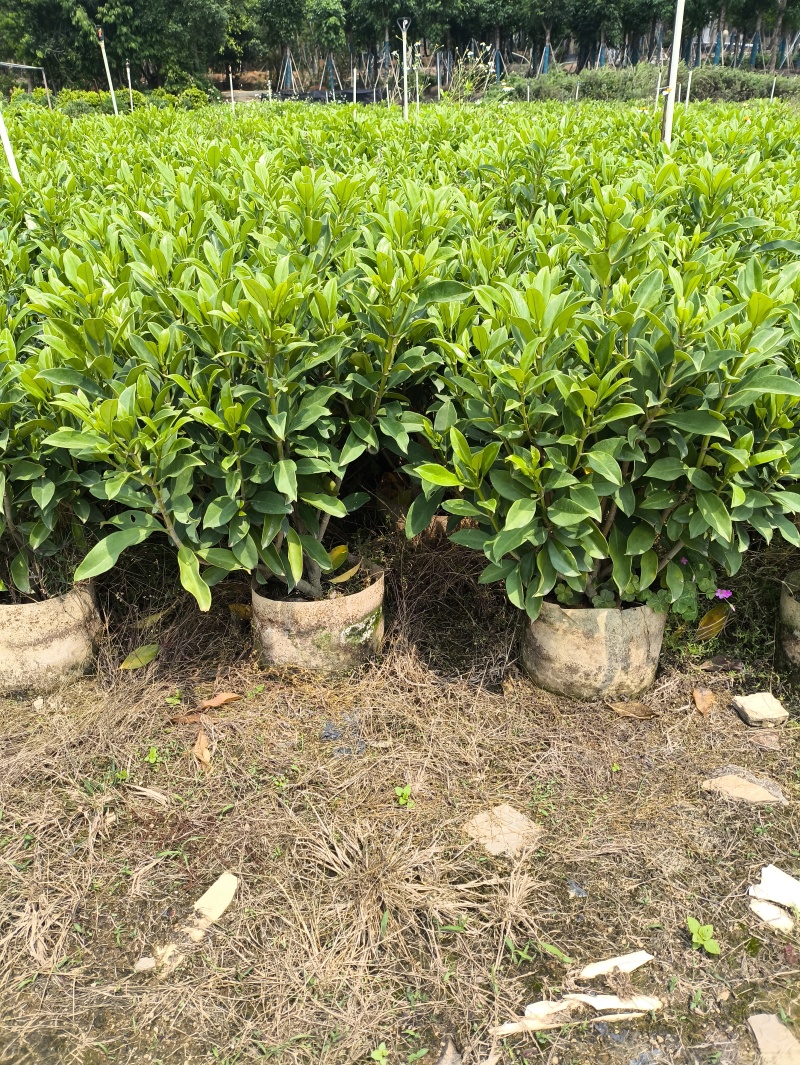 自家苗木：非洲茉莉40-50-60-80-100-150
