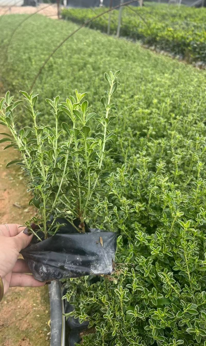 自家苗木：六月雪20-25-30cm出售