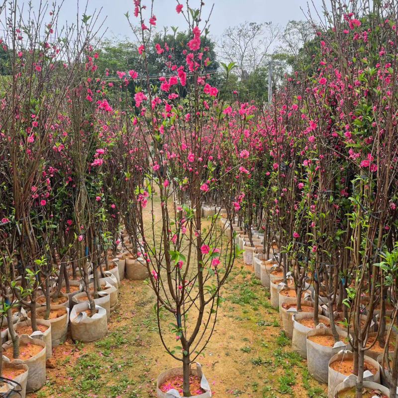 自家苗木：桃花3-4-5-6-7-8-10分出售
