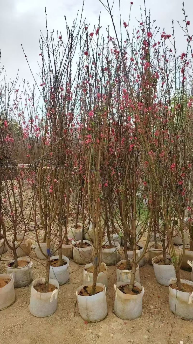 自家苗木：桃花3-4-5-6-7-8-10分出售