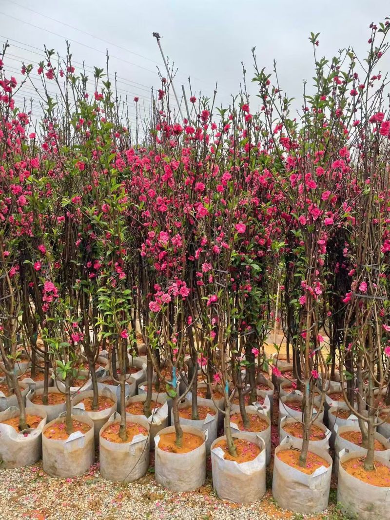 自家苗木：桃花3-4-5-6-7-8-10分出售