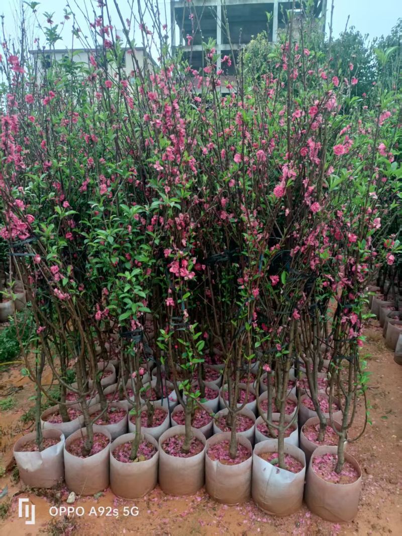 自家苗木：桃花3-4-5-6-7-8-10分出售