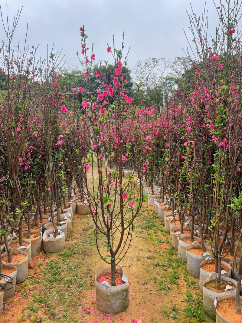 自家苗木：桃花3-4-5-6-7-8-10分出售